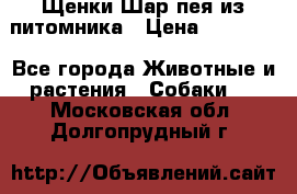 Щенки Шар пея из питомника › Цена ­ 25 000 - Все города Животные и растения » Собаки   . Московская обл.,Долгопрудный г.